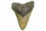 Serrated, Fossil Megalodon Tooth - North Carolina #361688-1